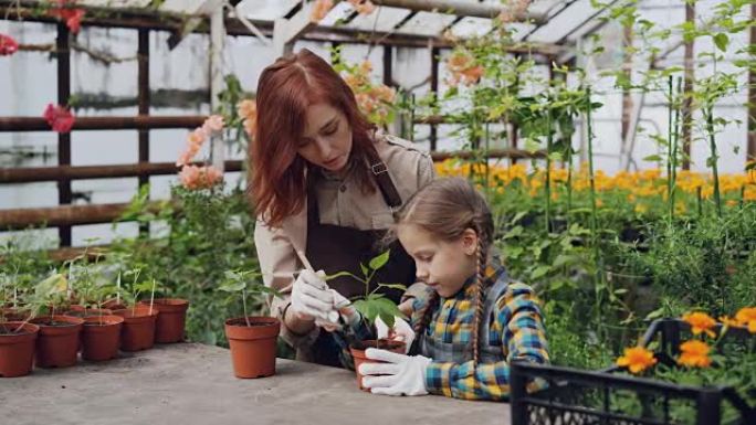 年轻的女农民教她可爱的女儿在温室里一起工作时，用小铲子在锅里锄地。种植植物和童年概念。