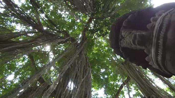 关闭悬挂在巴厘岛乌布猴林的老榕树上的木质藤蔓