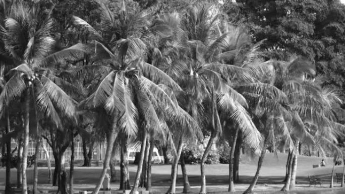 椰子树在蓝天4k中轻轻地摇着