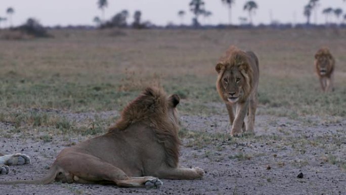 博茨瓦纳通过摩擦头描绘问候行为的宏伟雄狮