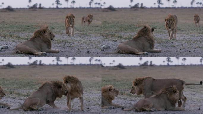 博茨瓦纳通过摩擦头描绘问候行为的宏伟雄狮