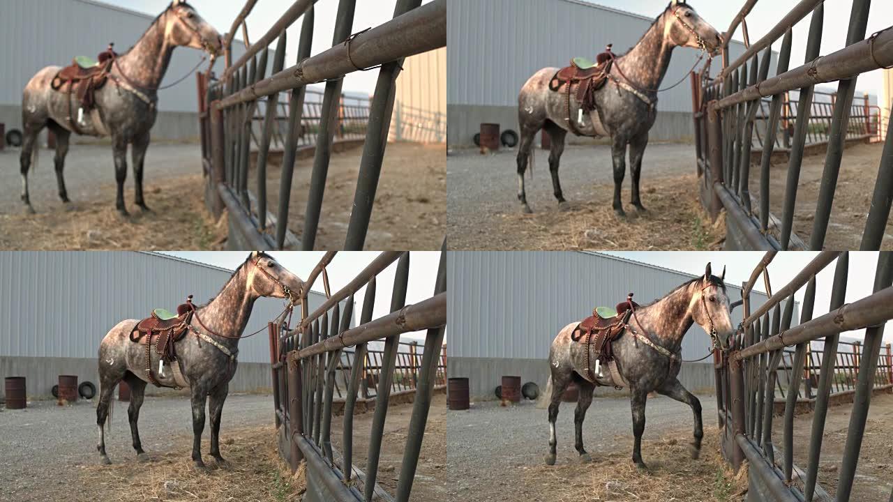 美国犹他州牧场马的实时视频