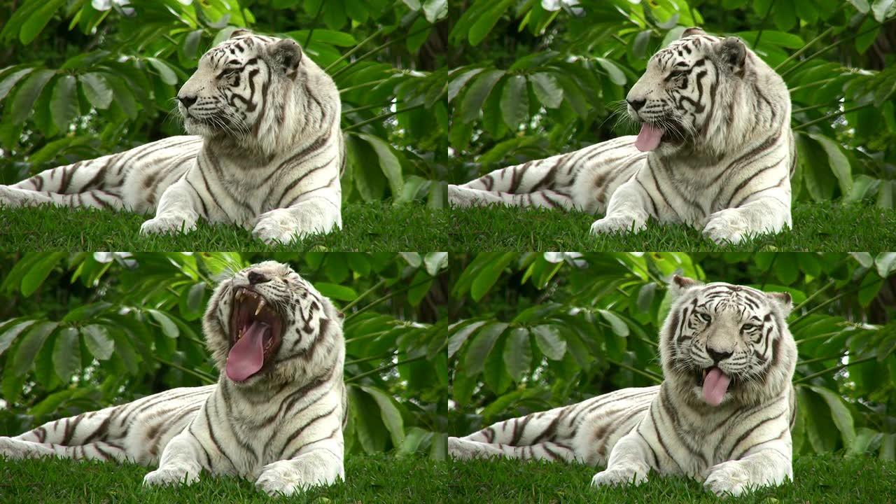 白虎野生动物园世界生物多样东北虎白虎老虎