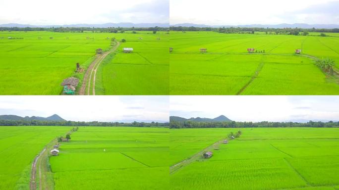 高空拍摄泰国南邦稻田