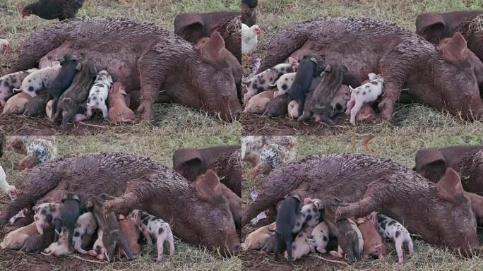 可爱的自由放养仔猪从他们的母亲那里吃奶