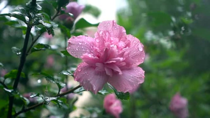 雨中的芙蓉花