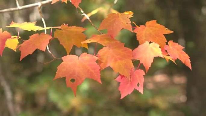 Dop: 枫树树枝上秋天落叶的细节在秋天变成红色
