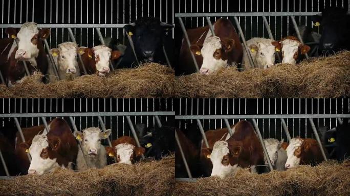 在农场棚子里饲养的奶牛