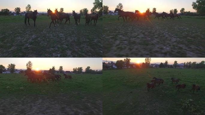 空中，特写: 母马在牧场的草地上玩耍和奔跑