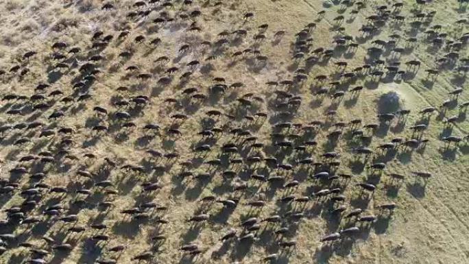 在博茨瓦纳的奥卡万戈三角洲上奔跑的一大群布法罗角的高鸟瞰图
