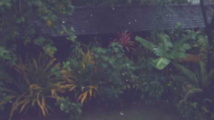 慢动作，dop: 最后一小滴雨水落在郁郁葱葱的绿色后院。