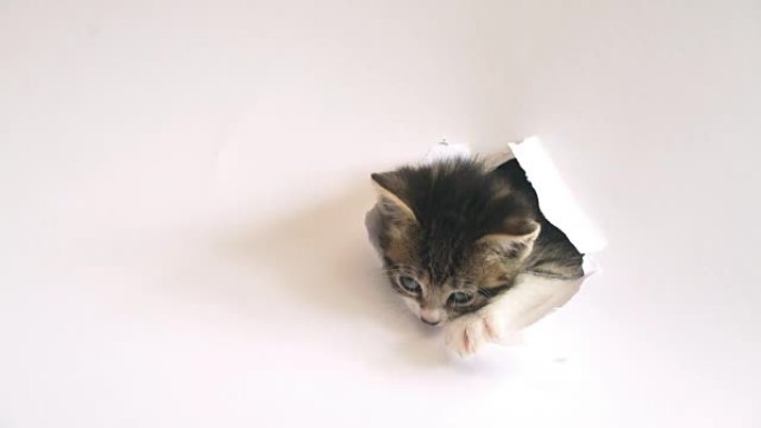 小猫把它的头穿过白纸上撕裂的洞