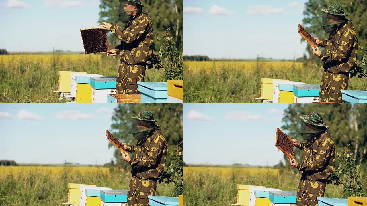 养蜂人在养蜂场收获蜂蜜之前检查木架