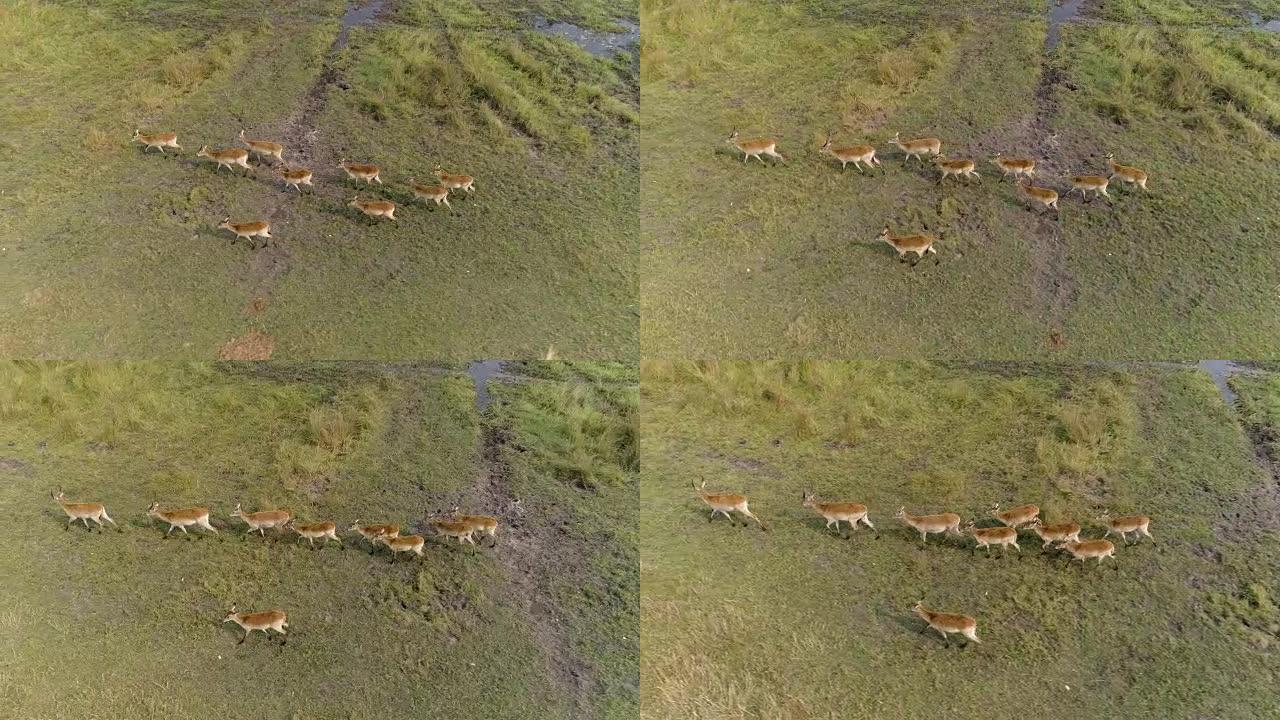 博茨瓦纳奥卡万戈三角洲沼泽中lechwe羚羊群的高鸟瞰图
