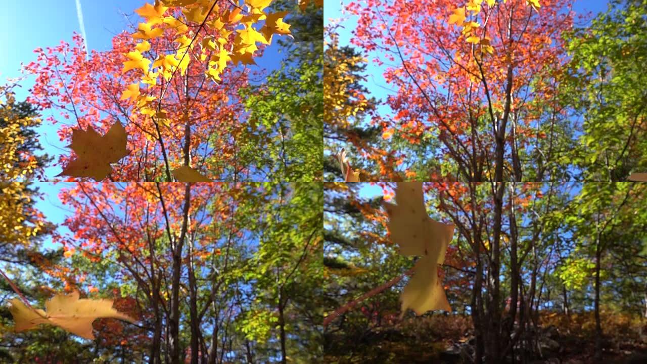 慢动作特写黄色秋天树叶枫叶在秋天的树林中脱落