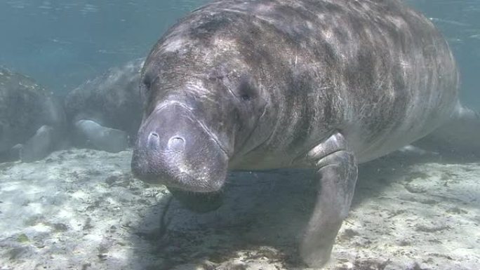 海牛特写热带海牛海洋大海野生动物