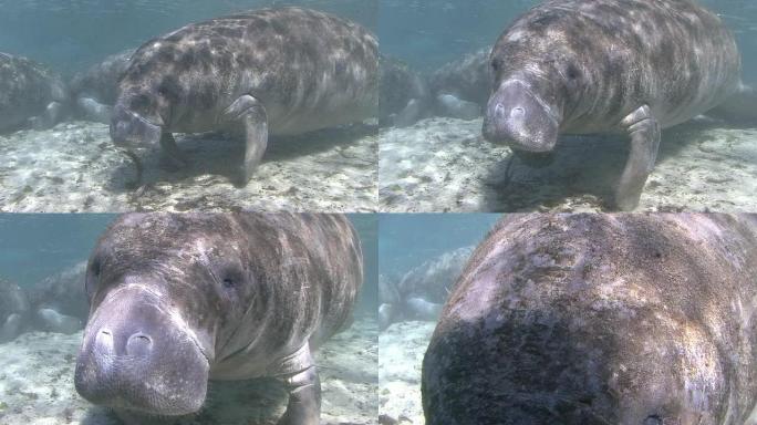 海牛特写热带海牛海洋大海野生动物