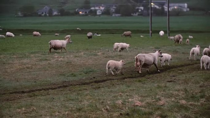 一群白羊一起在山野上吃草。羊羔在草地上行走