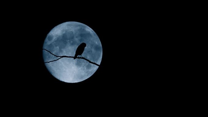 树枝上的鸟在满月后飞走