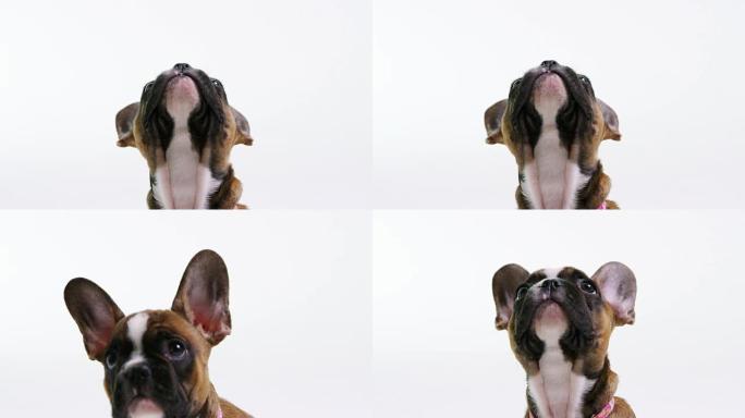 法国斗牛犬小狗看弹跳球，特写，在R3D上拍摄