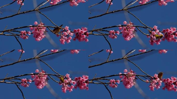 樱花和蓝天的鸟，自然镜头背景
