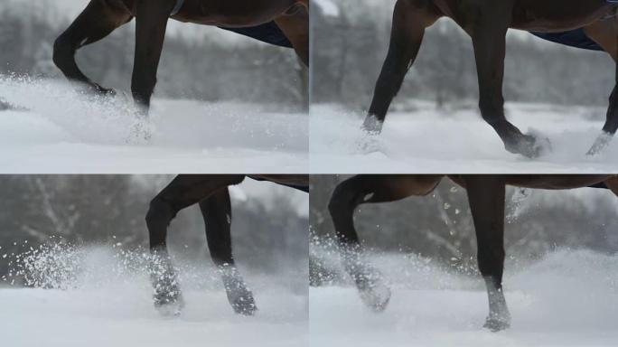 慢动作: 在深雪毯中奔跑时，雪马腿起雪