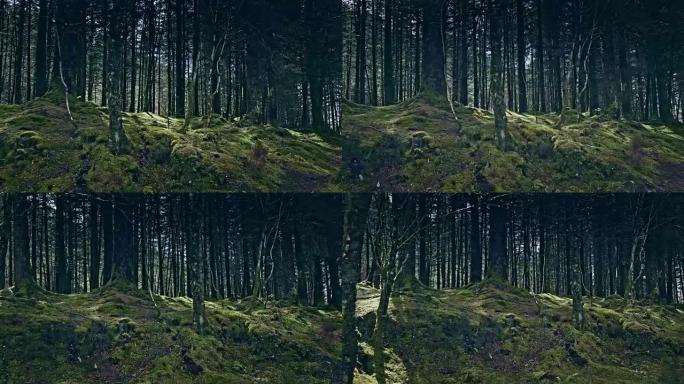 绿山覆盖着森林。大自然中的美。苏格兰
