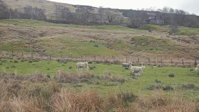 绵羊在山上草地上放牧。苏格兰