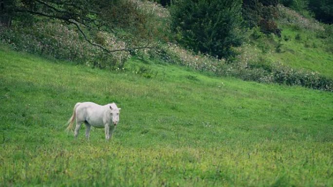 白马在草地上放牧