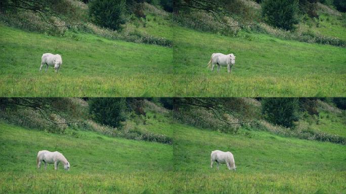 白马在草地上放牧
