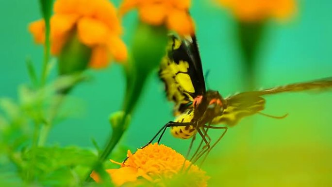 金鸟蝶（Troides aeacus）