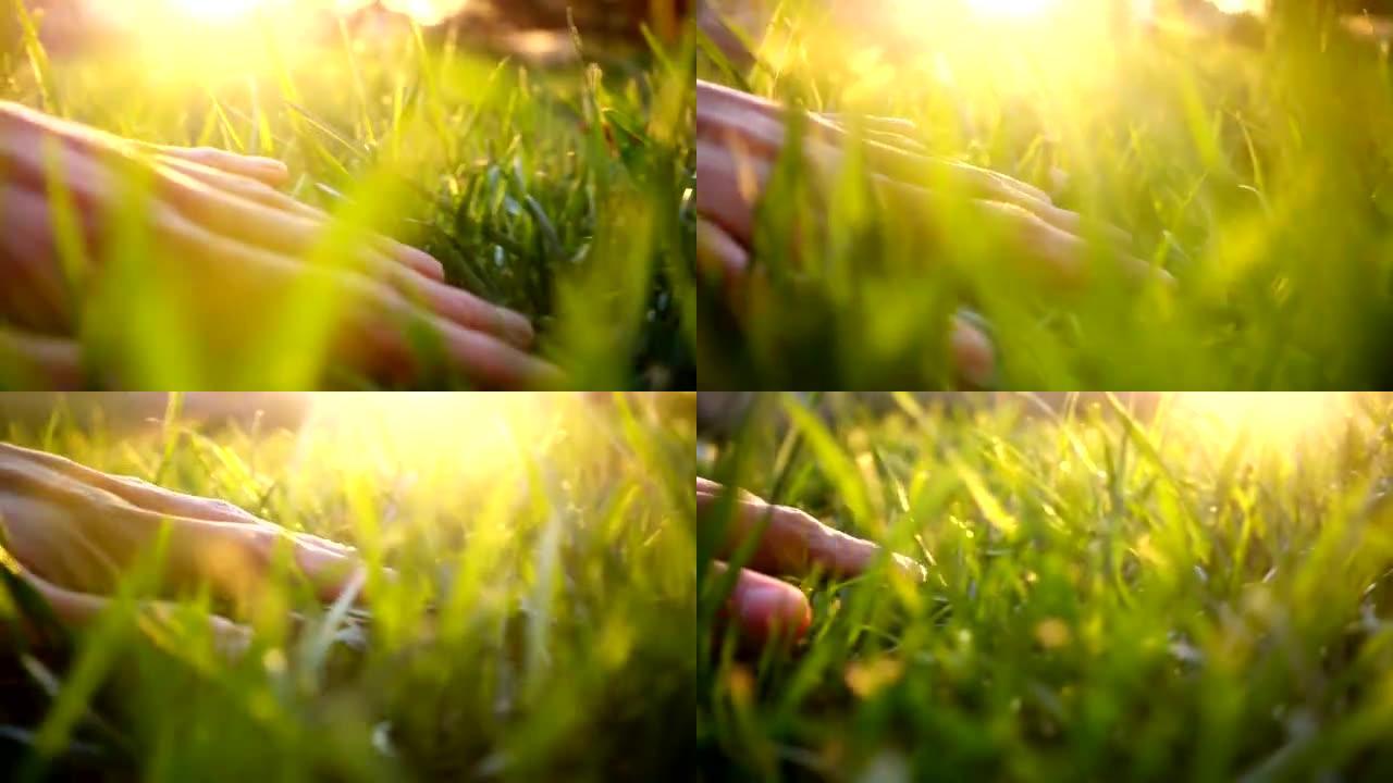 人类手触摸草