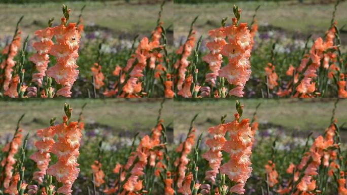 野生唐菖蒲野生唐菖蒲鲜花