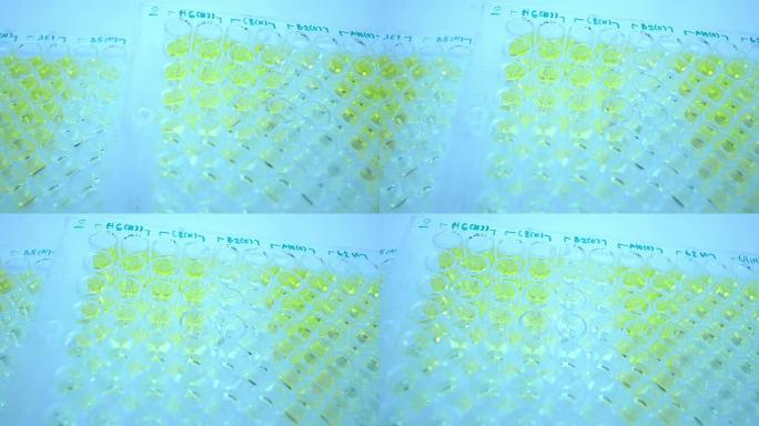 科学家和生物实验室实验