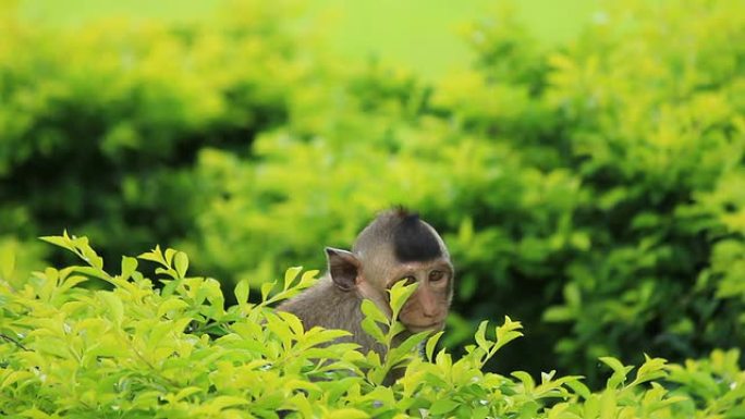 小猴子坐在灌木丛里。