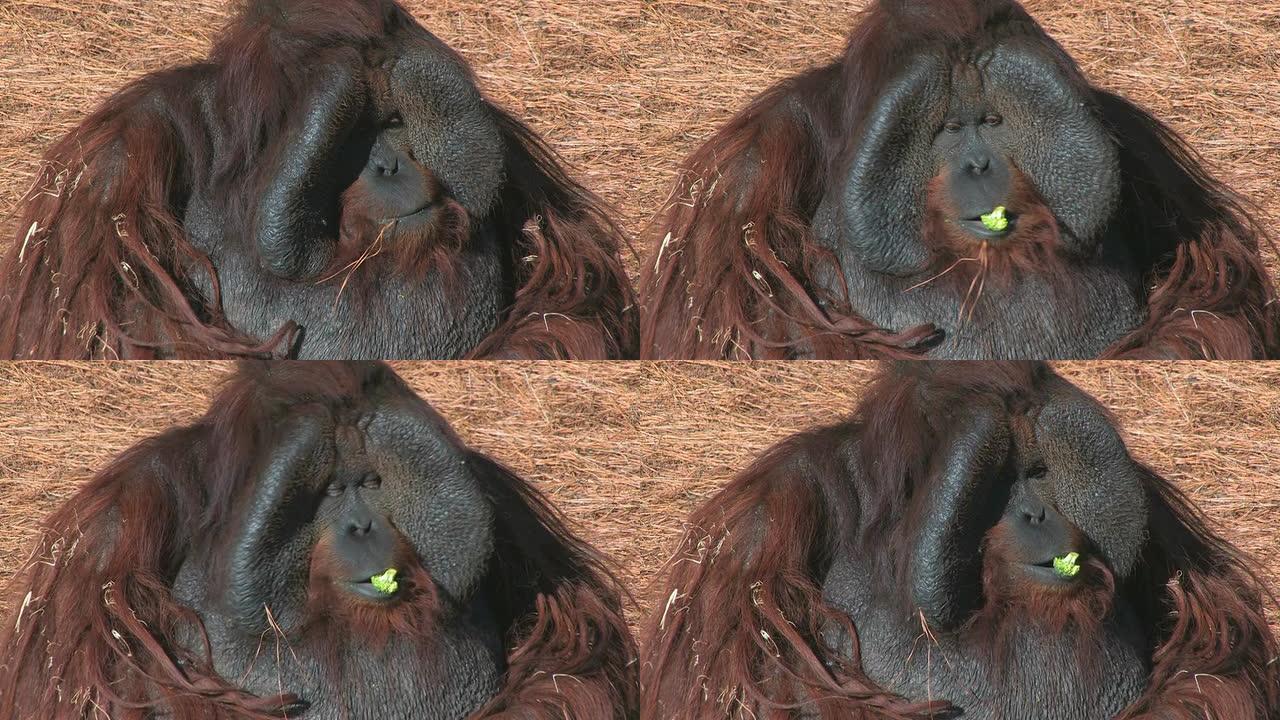 猩猩吃西兰花
