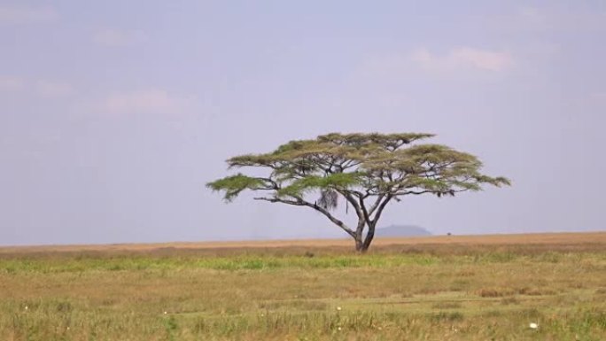 空中: 雄伟的孤独的相思树站在野生动物园景观的中间