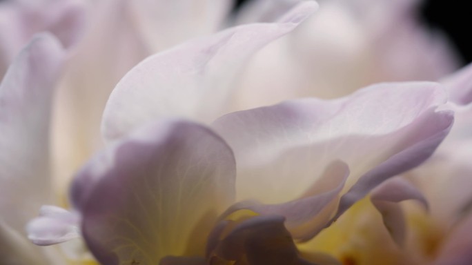 鲜花花瓣特写