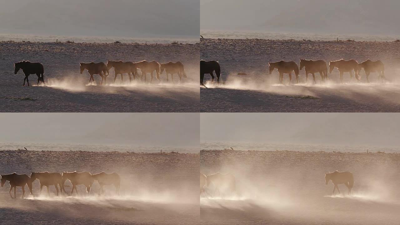 野马在沙漠景观中行走的4k背光镜头