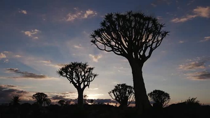 颤抖的树木的4k平移镜头/在黎明的天空中剪影的kokerboom