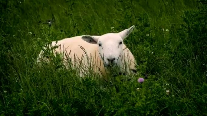 在野外放牧的绵羊