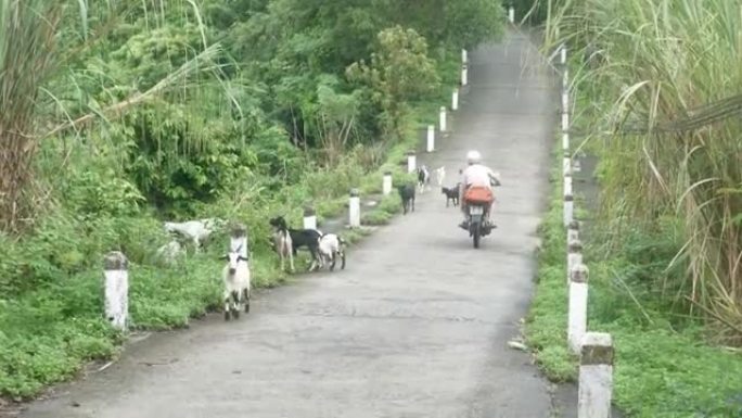 摩托车手在僻静的道路上骑过山羊