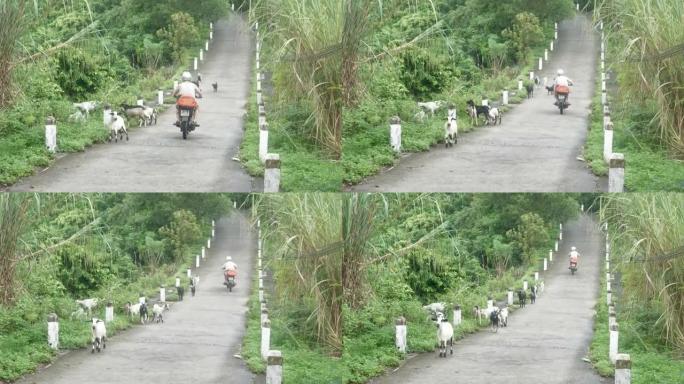 摩托车手在僻静的道路上骑过山羊