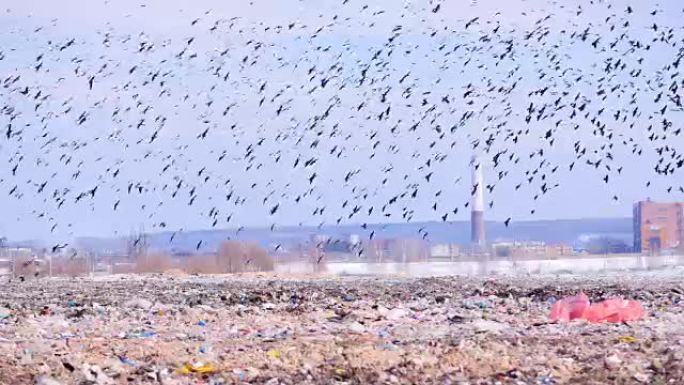 鸟儿飞过垃圾填埋场。4K。