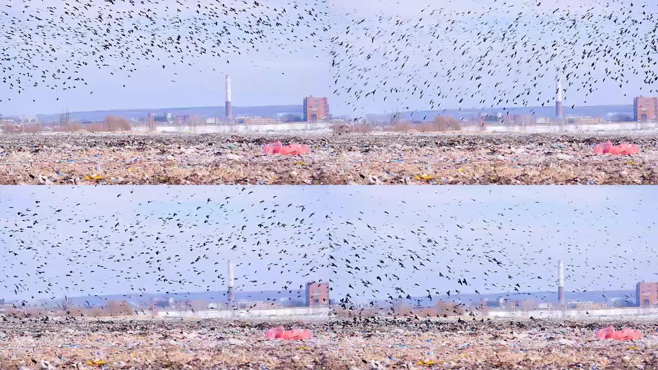鸟儿飞过垃圾填埋场。4K。