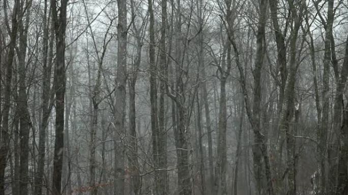在树林里下雪-HD 30P