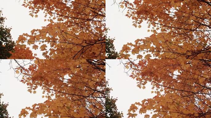 金黄橙色枫叶在秋天公园的视图从下面