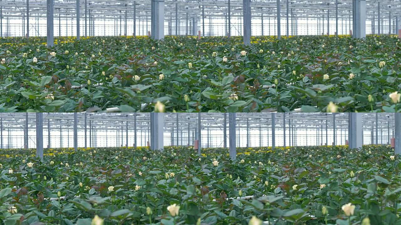 前景中充满奶油白玫瑰的温室建筑。4K。