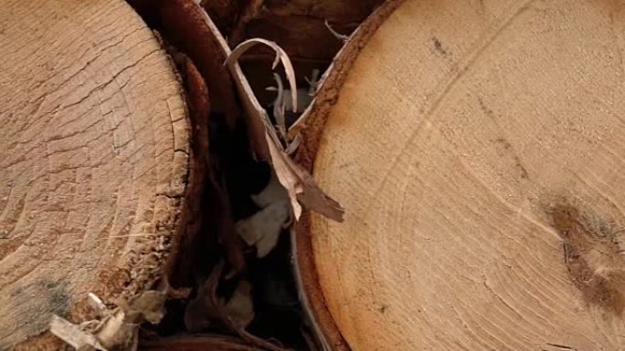 宏观: 新砍伐的桦树树干上木材年轮的横截面