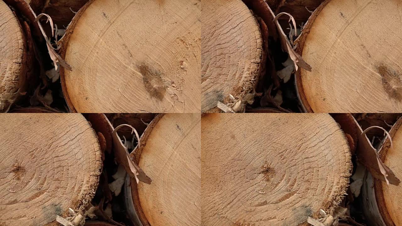 宏观: 新砍伐的桦树树干上木材年轮的横截面